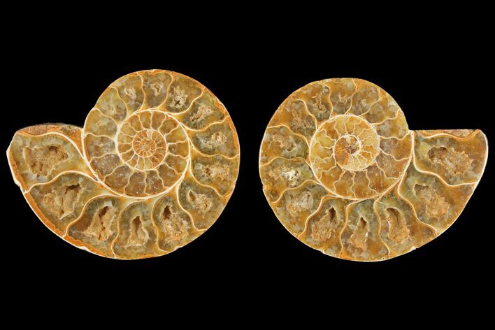 Cut & Polished Agatized Ammonite Fossil - Jurassic #131630